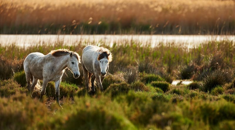 Jolie balade en petite Camargue et son patrimoine naturel - Beauvoisin