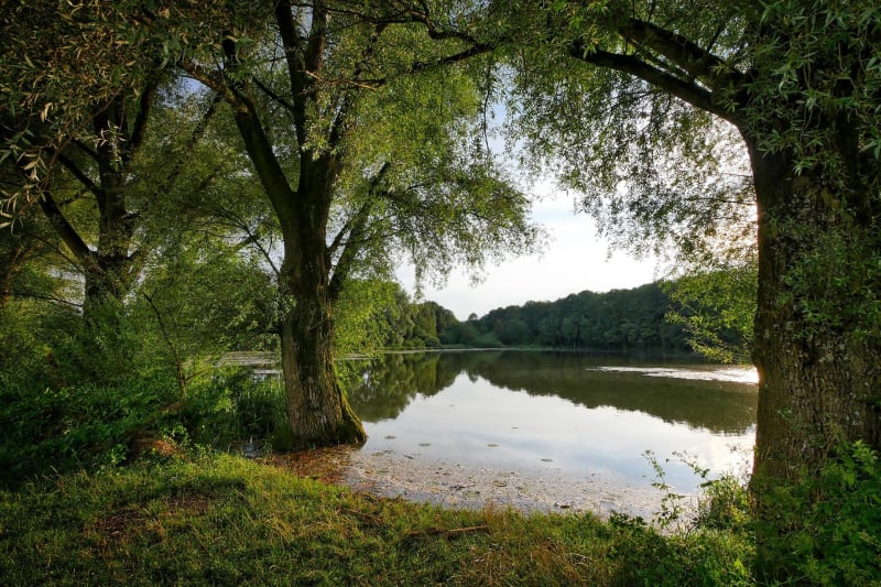 Saint-Nicolas-lès-Cîteaux, son abbaye et ses denses forêts - Saint-Nicolas-lès-Cîteaux
