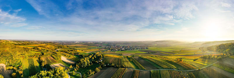 Evasion dans les vignes de Caissargues et sentiers champêtres - Caissargues