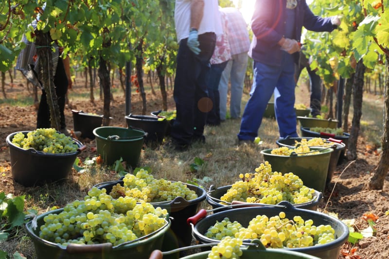 Orgigné, bon plan de flâner dans les vignes et terroir à cœur - Orgigné