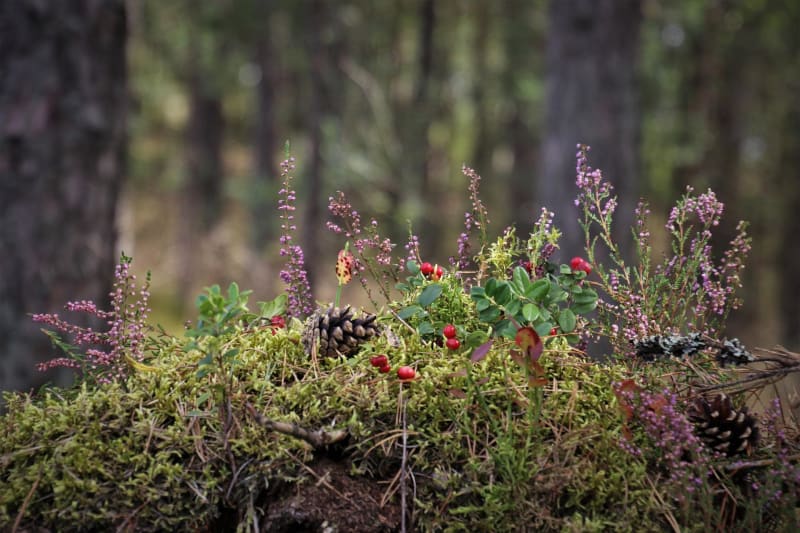 Boucle des bois de Sainte-Gertrude et merveilleuse nature - Maulévrier-Sainte-Gertrude