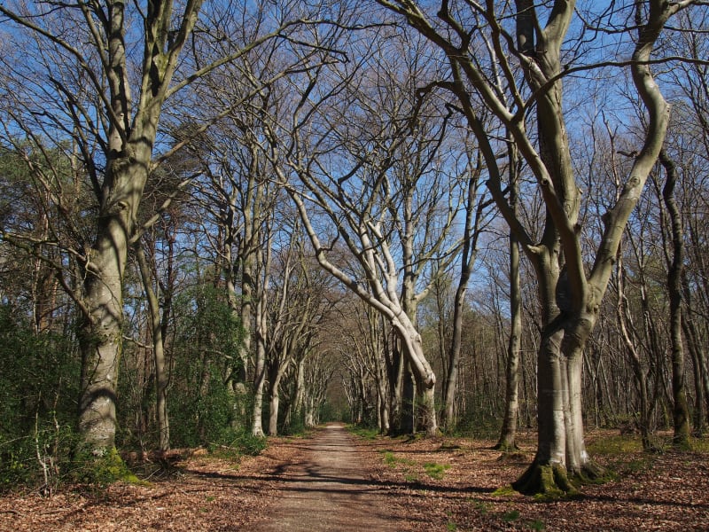 Honfleur en bewonder het Bois du Breuil - Honfleur