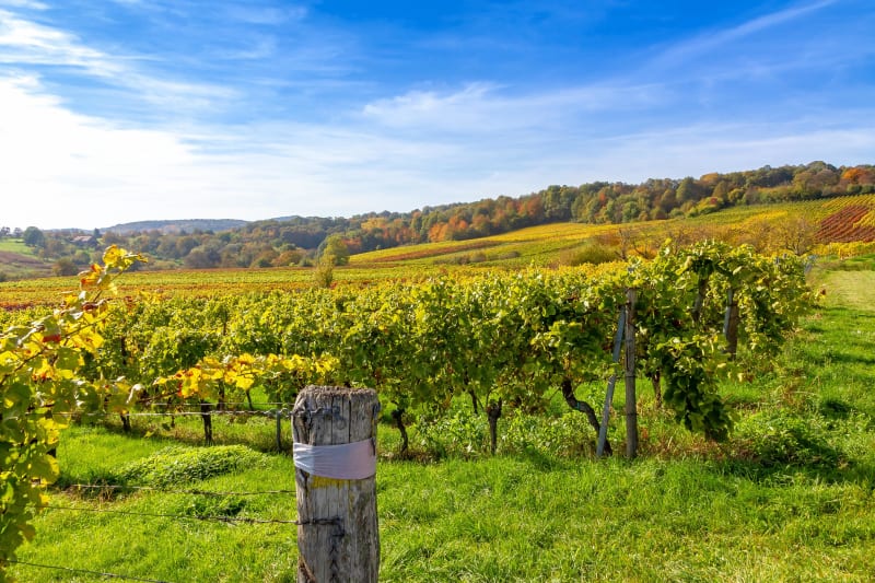 Circuit des moines et vignoble angevin - Brissac-Loire-Aubance