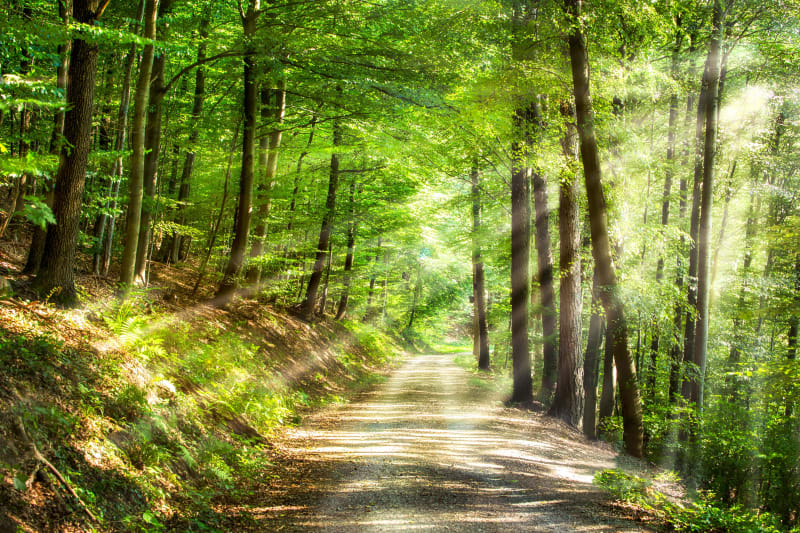 Evasion dans les bois de la Roche Hue et nature immersive - Baugé en Anjou