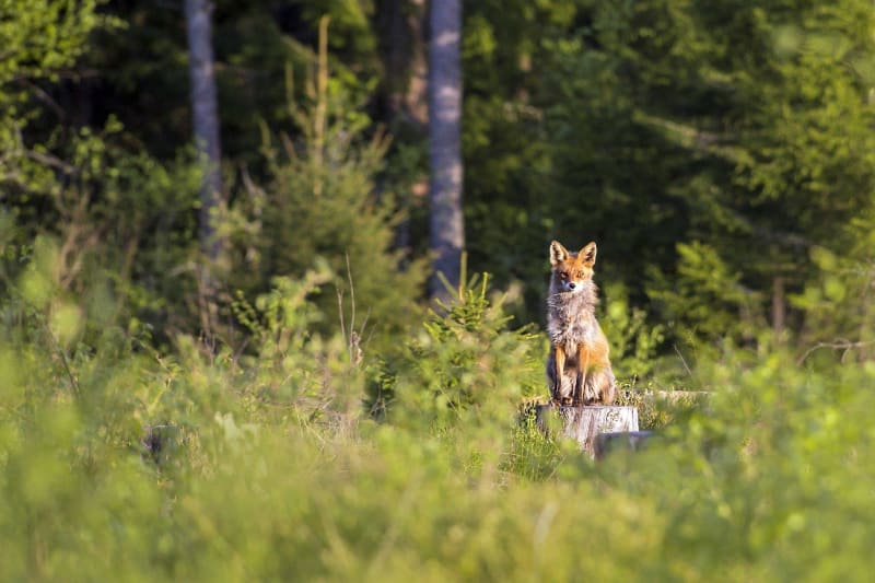 Is-sur-Tille et les animaux de la forêt - Is-sur-Tille