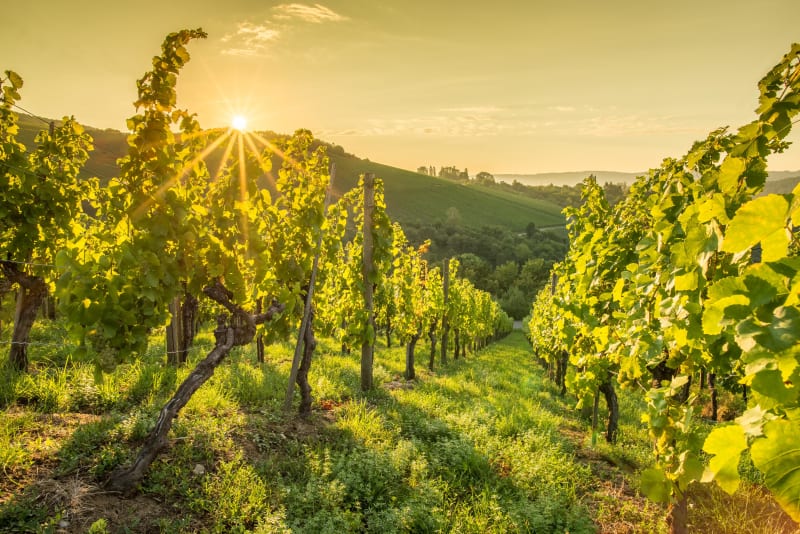 Se promener à Notre-Dame-d'Allençon par vignes et forêt - Notre-Dame-d'Allençon