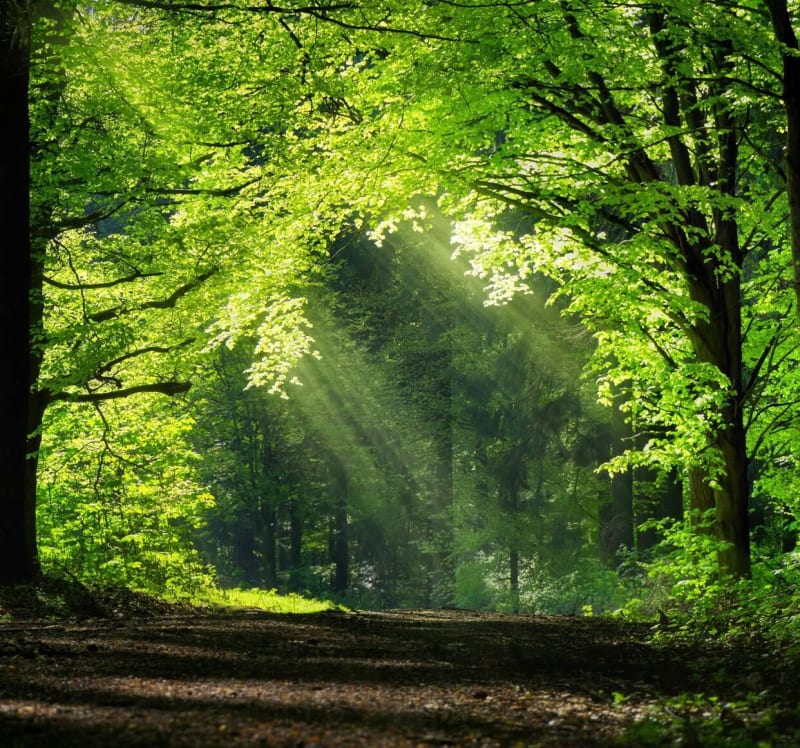 Notre-Dame d'Étang et forêt bourguignonne - La Cude