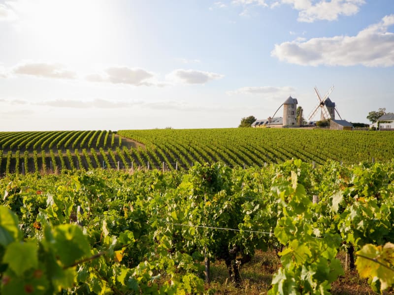 Coteaux du Layon et chant des cigales - Val-du-Layon