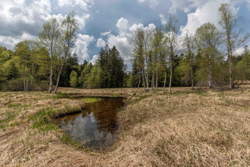 Tourbières de Passonfontaine et ses belles espèces florales - Passonfontaine