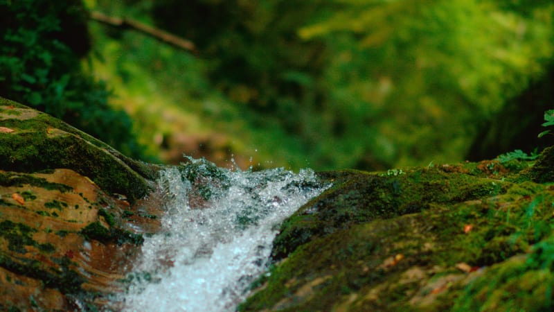 Boucle dans le Grand Bois et bouillonnantes sources d'Arcier - Arcier