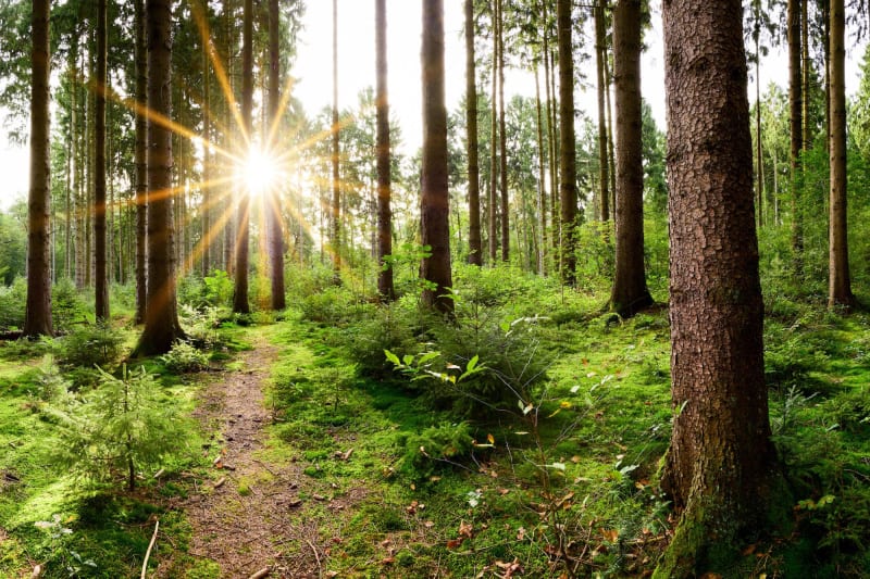 Promenade dans la forêt de Saint-Léger et tour des étangs - Étevaux