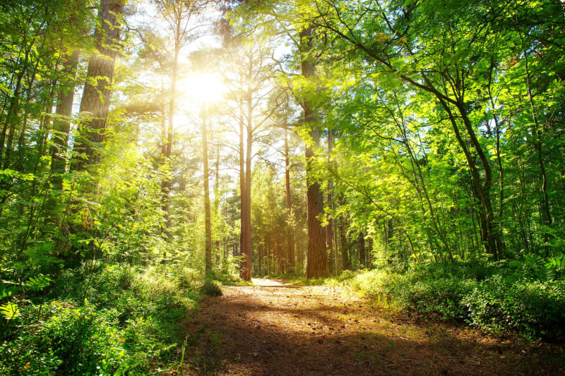 Sentier paisible au départ du Gout et cueillette gourmande - Malville