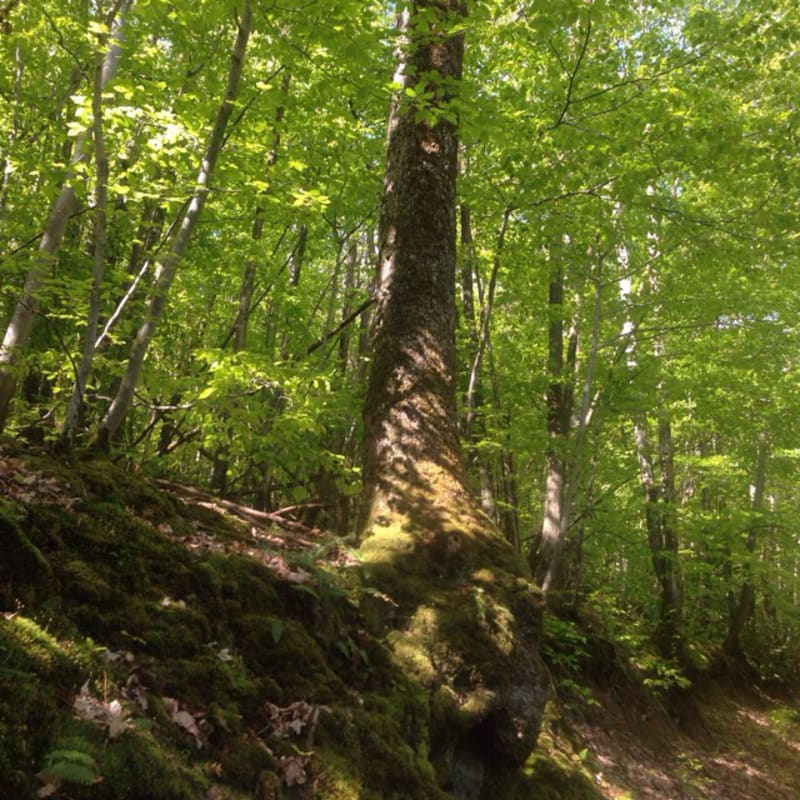 Remarqu'arbre Pollionnay et promenade dans les bois - Pollionnay