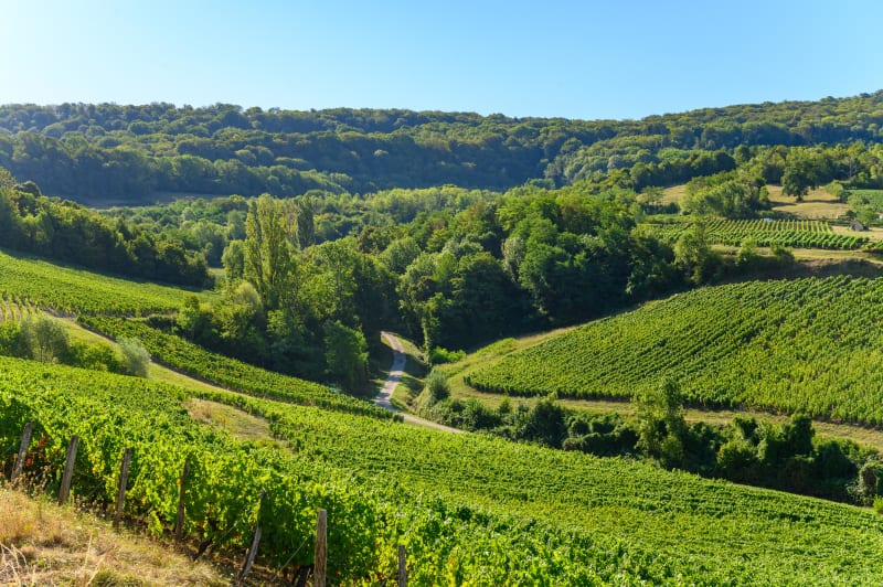 Vignobles de Pupillin et Arbois, les artères du Jura - Pupillin