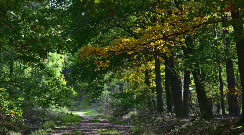 Etiolles et ne faire qu'un avec Dame Nature dans la forêt - Etiolles