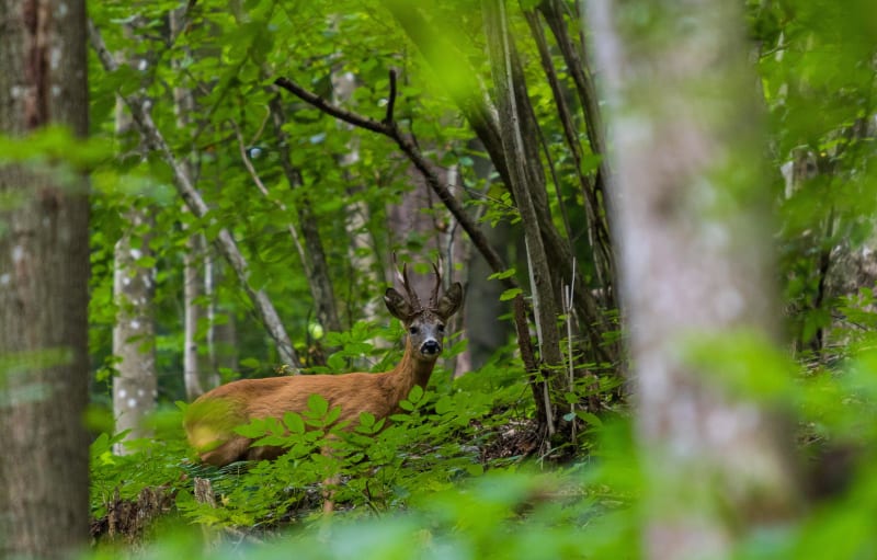 Balade de la rotte aux Loups et rencontre avec la faune - Vivelle
