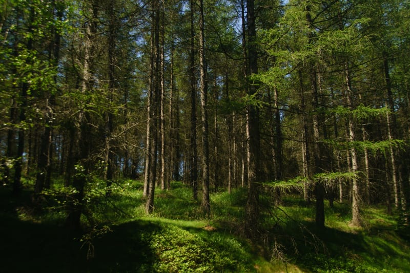 Balade familiale dans la forêt d'Ifs - Ifs