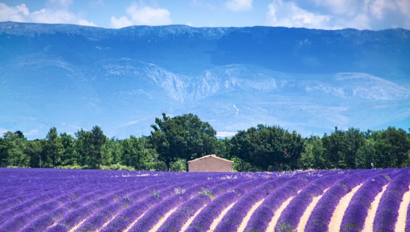 Pédaler sur le Plateau de Valensole et humer la lavande - Gréoux-les-Bains