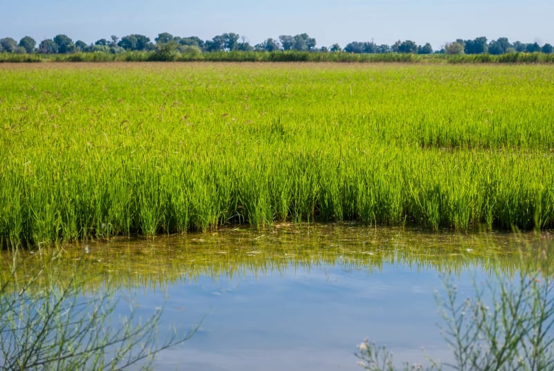 Wandel tussen Arles, de Camargue en het goede leven - Arles