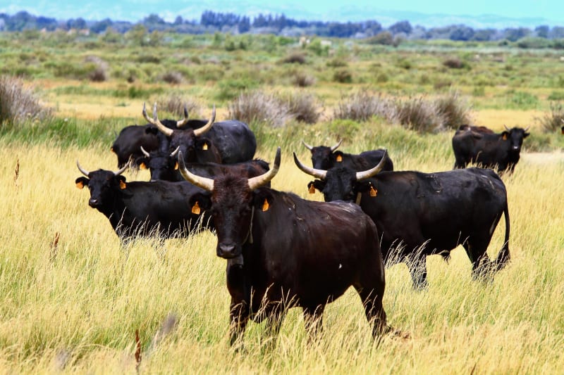 Reis naar de Camargue en begroet de stieren van Arles - Arles