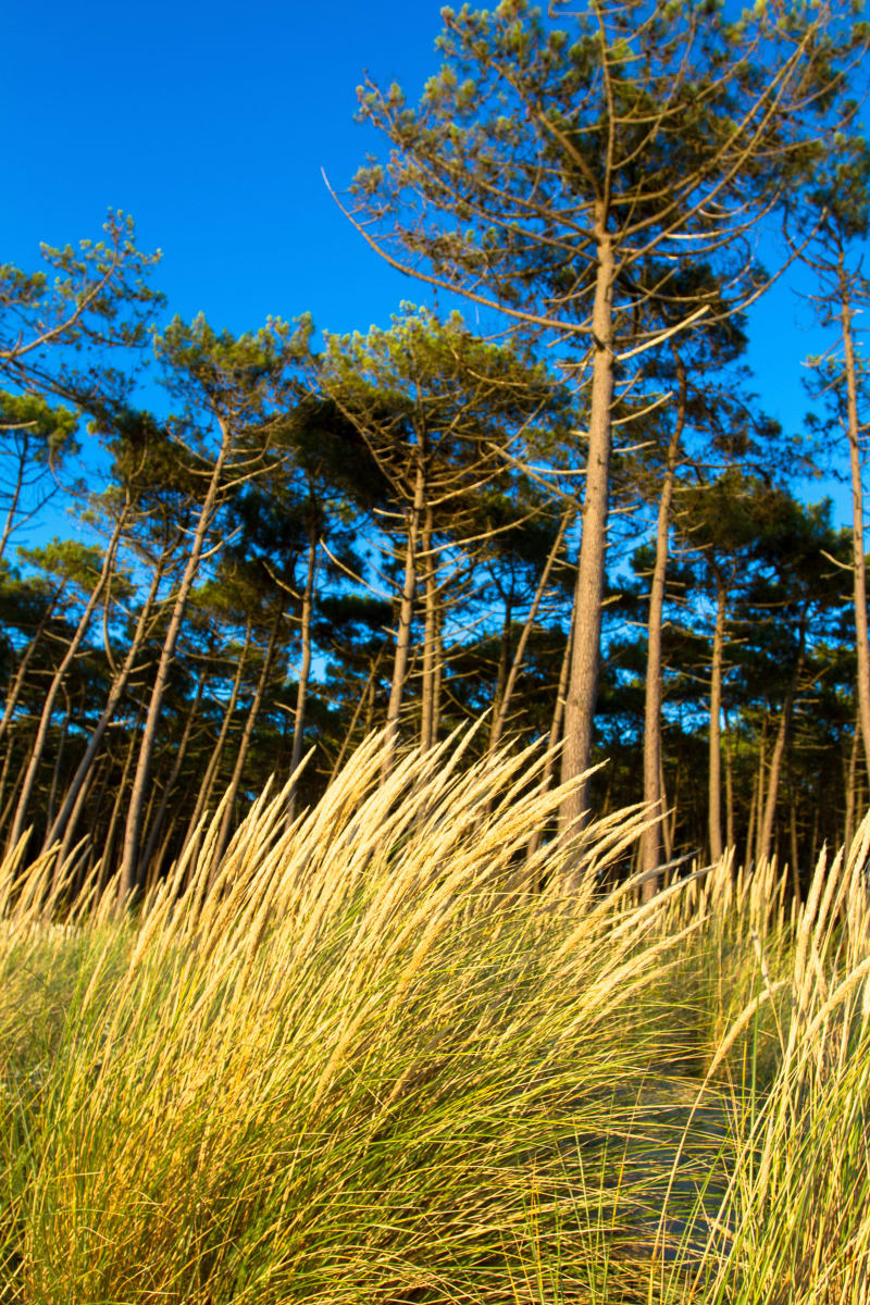 Entre dunes et landes depuis Siouville-Hague - Siouville-Hague