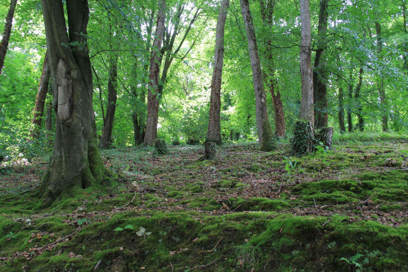 Forêt Notre-Dame et cueillette de champignons - Boissy-Saint-Léger