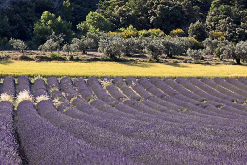 Enclave des Papes en VTT et richesses du terroir - Visan