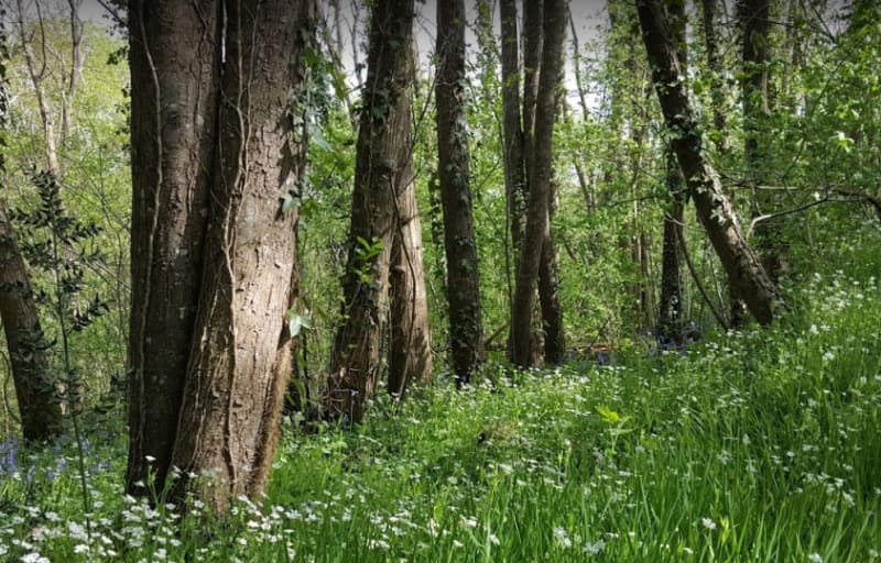 La Regrippière, sa chapelle et son bocage nantais - La Regrippière