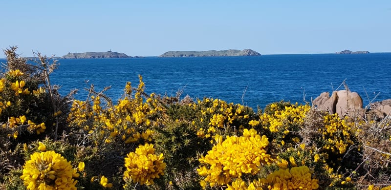 Ploumanac'h : horizon bleu, chaos rose et marée blonde - Ploumanac'h (commune de Perros-Guirec)