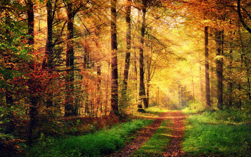 Forêt d'Halatte et entendre le brâme du cerf - Senlis