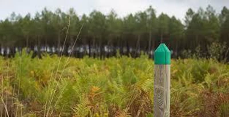 Boucle à l'étang de La Ferrière et aventure du rail girondin - Saint-Symphorien