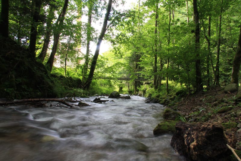 Balade autour de Le Mornantet et dans le bois de Montrond - Chassagny