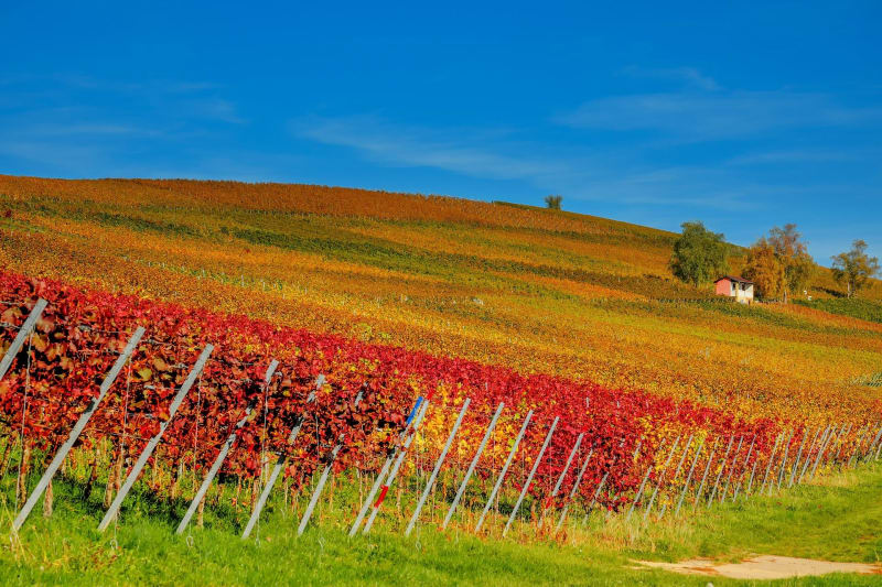 Coteaux et vignes de Cadillac à VTT - Cadillac