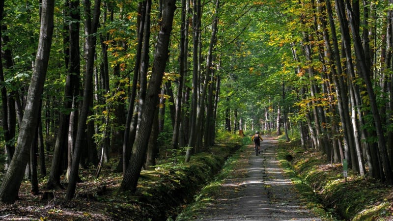 Singles et VTT en forêt de Belin-Béliet - Belin-Béliet