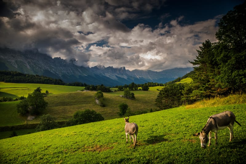 Boucle du Château Vert et rencontres au sommet - Gresse-en-Vercors