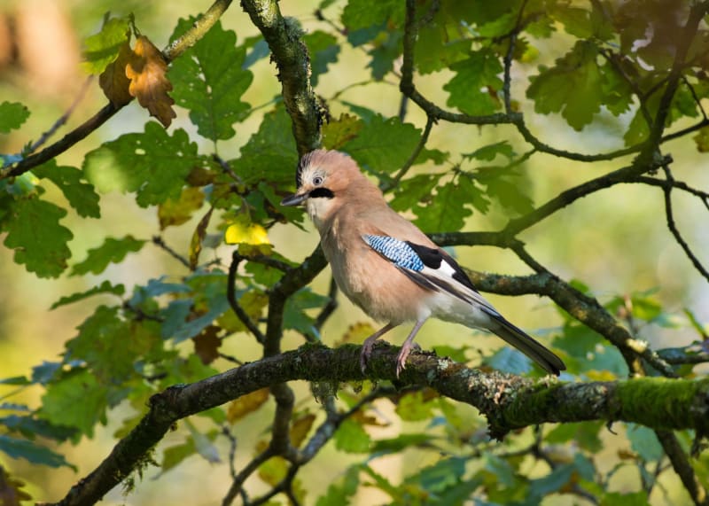 Balade champêtre Ugny-le-Gay et découverte des oiseaux - Ugny-le-Gay