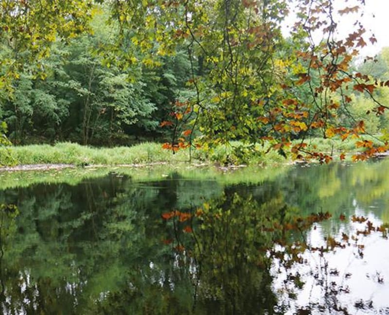 Saint-Médard-en-Jalles : en selle dans des bois envoûtants - Saint-Médard-en-Jalles