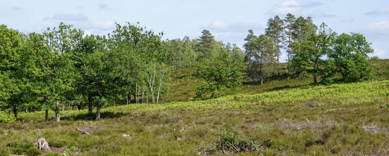 Clairefontaine-en-Yvelines et être à la page dans la forêt - Clairefontaine-en-Yvelines