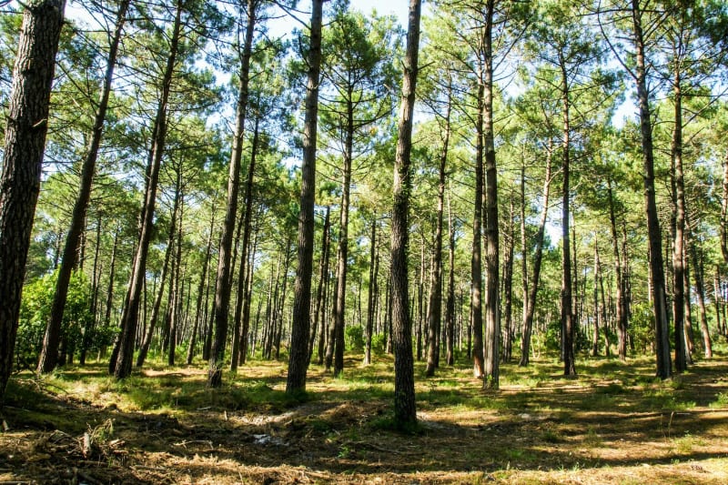 Dans les Landes : du pin et des jeux - Lit-et-Mixe