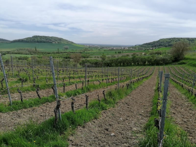 Lucey et exquises mirabelles et vignes dans les côtes de Toul - Lucey