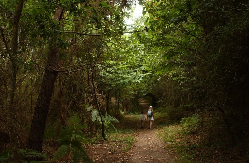 Sauveterre-la-Lémance et belle symphonie de la forêt - Sauveterre-la-Lémance