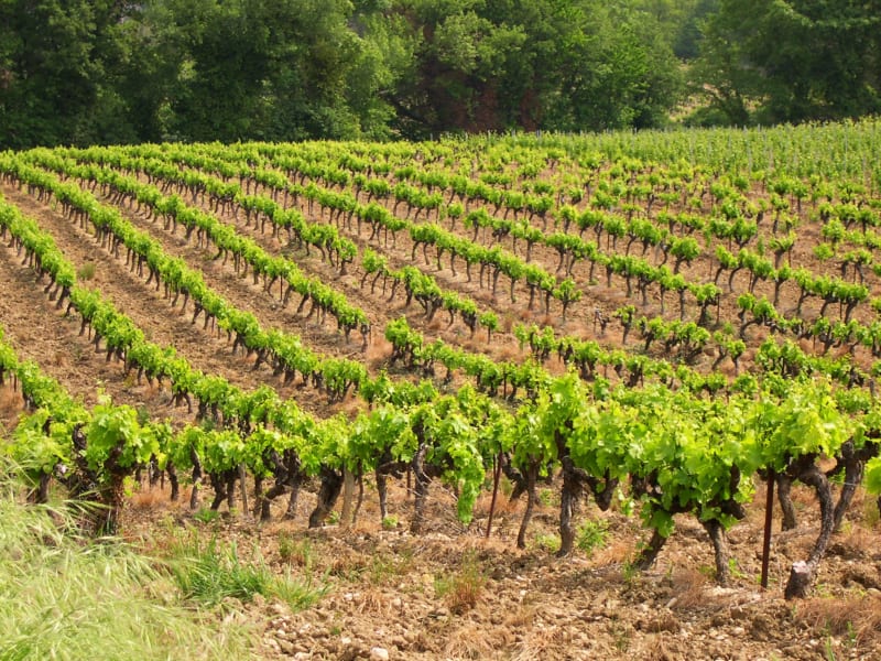 Au milieu des vignobles depuis Sainte-Cécile-les-Vignes - Cairanne