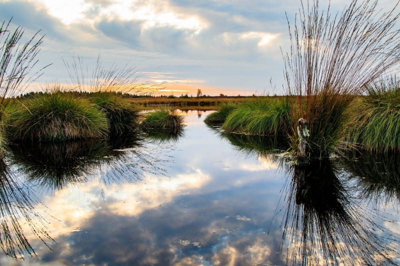 À travers les marais à Neuillay-les-Bois et sa riche faune - Neuillay-les-Bois