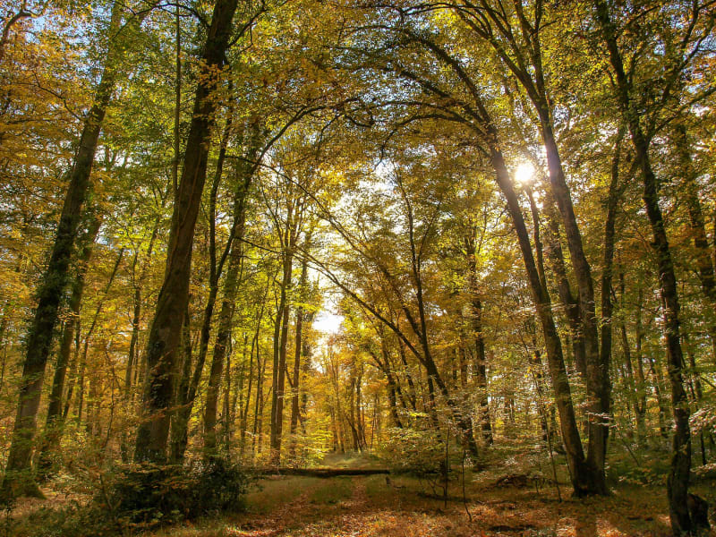 Cérilly et excursion charmante dans la forêt de Tronçais - Cérilly