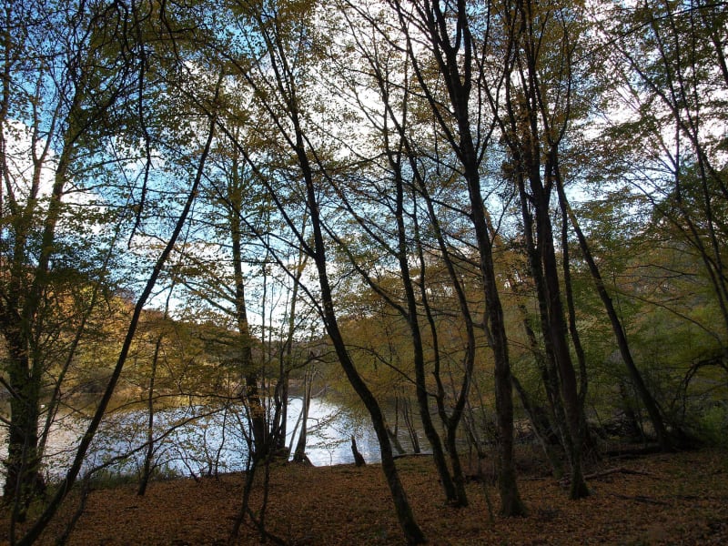 Etangs et bain de nature sauvage à Villefontaine - Villefontaine