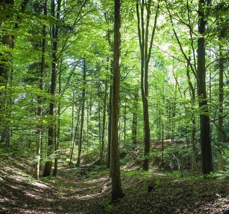 Balade de charme en forêt des Ardennes - Illy
