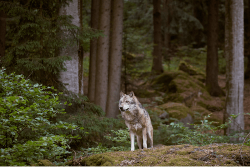 La Trappe au Loup, entre Falaise et Pays d'Auge - Barou-en-Auge