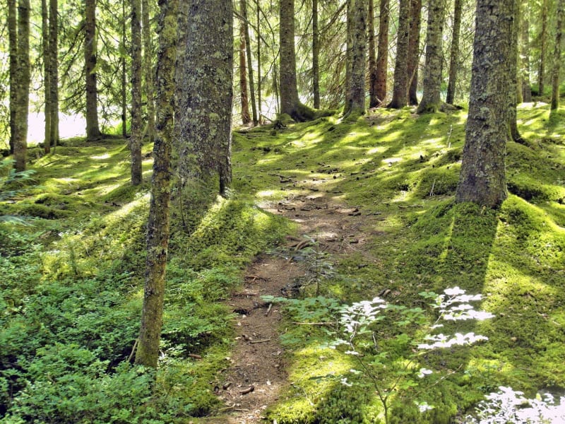 Evasion verte à Novalaise et bain de forêt rafraichissant - Novalaise