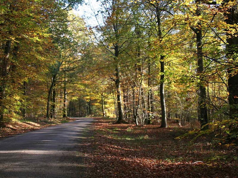 Randonnée envoûtante au cœur de la forêt de Saint-Gatien - Saint-Gatien-des-Bois