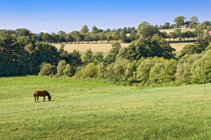 Bissières et balade champêtre en père peinard - Méry-Bissières-en-Auge (Bissières)